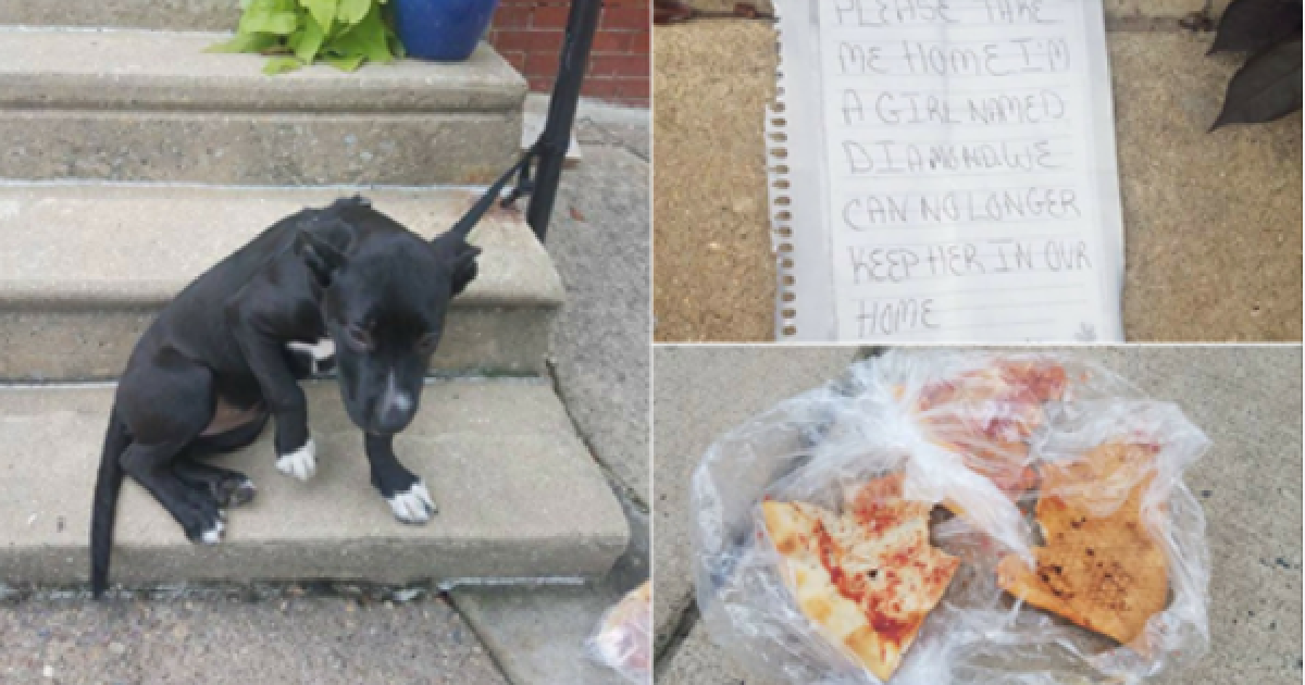 Puppy Left Abandoned On Stoop With A Note And Half-Eaten Pizza
