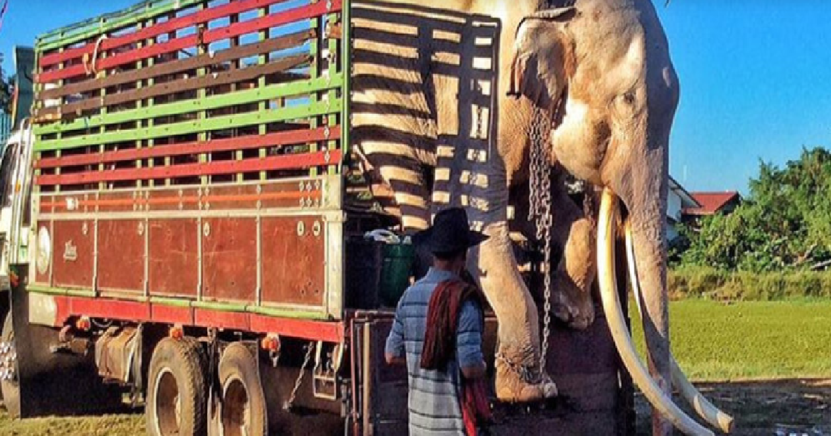 Elephant Finally Freed After Spending His Life In Chains