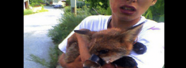 young boy rescues fox