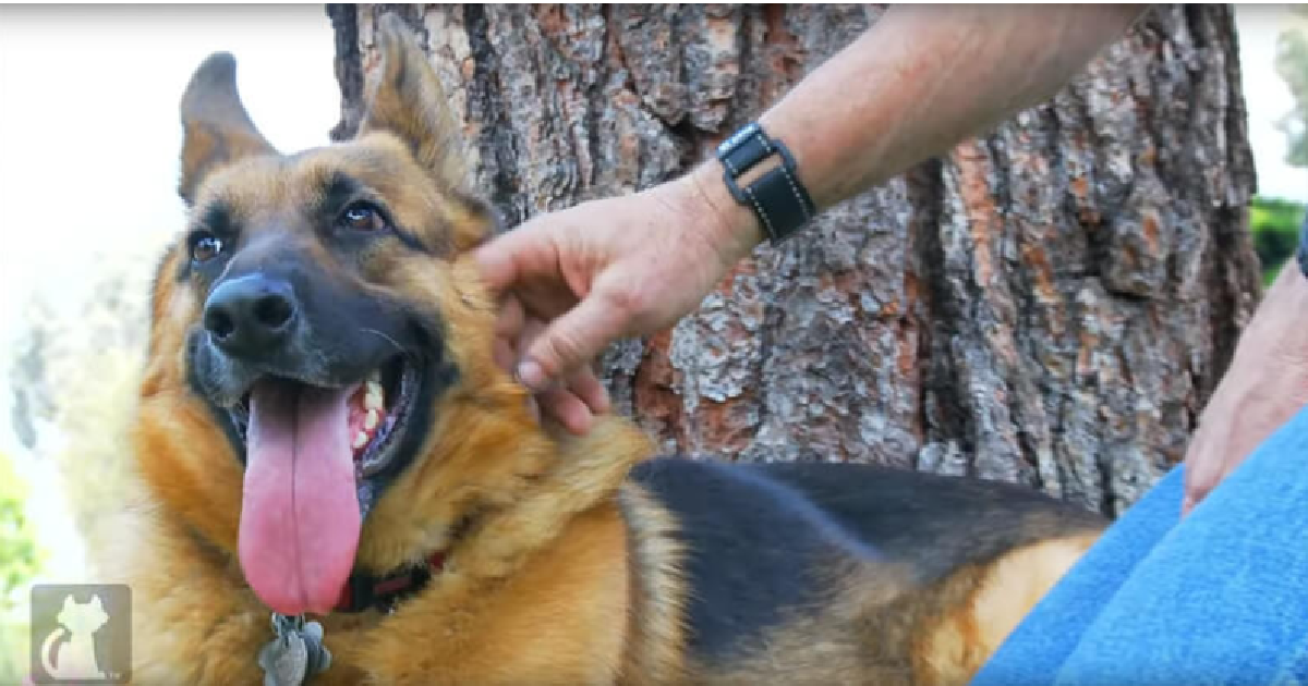 Taiwanese Rescue Group Saves German Shepherds And Sends Them To The United States