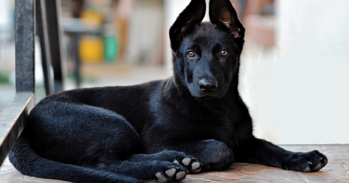 Beautiful Images Of Regal German Shepherds