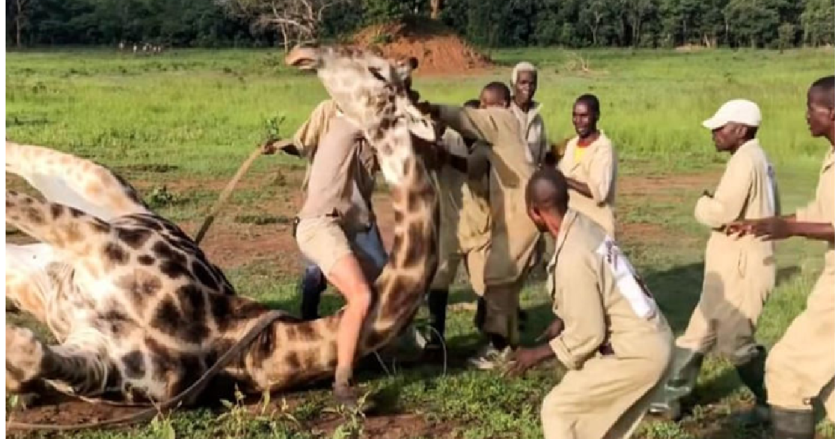 Volunteers Risked Their Lives Trying To Rescue Giraffe