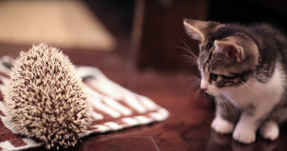Kitten And Hedgehog Become Unlikely Best Friends