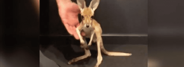 orphaned baby roo takes his first steps