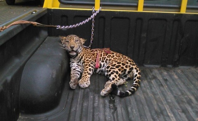 paralyzed jaguar saved Paralyzed Jaguar Rescued After Being Shot By Farmer