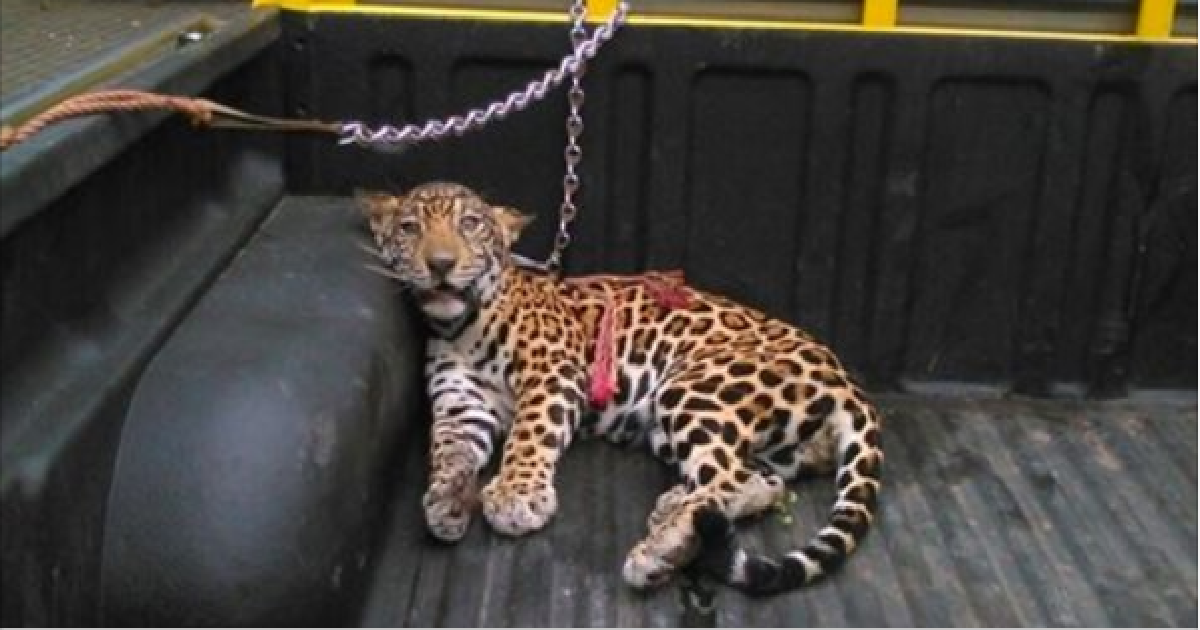Paralyzed Jaguar Rescued After Being Shot By Farmer
