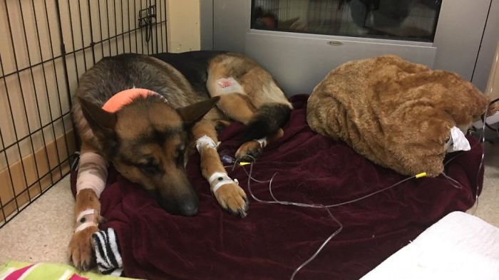 dog gets shot protecting owner Intruder Shoots Brave Dog Protecting His 16-Year-Old Owner