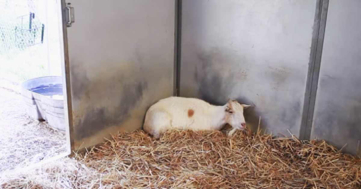 Sanctuary Reunites A Depressed Goat With His Burro Best Friend