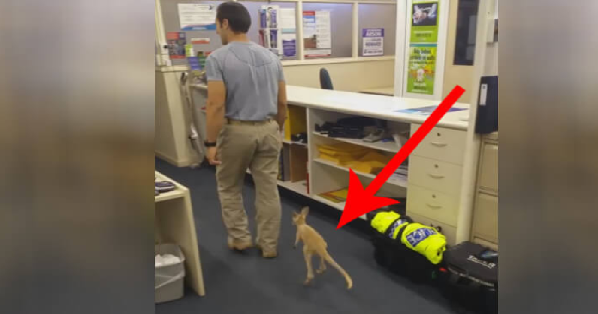 Baby Kangaroo Who Lost His Mother, Falls In Love With A Police Officer
