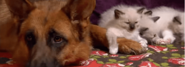 ragdoll kittens meet dog