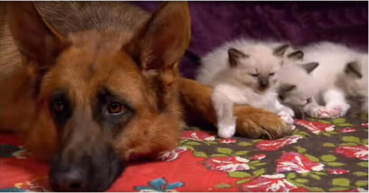 Ragdoll Kittens Have The Silliest Reaction When They Meet The Family Dog