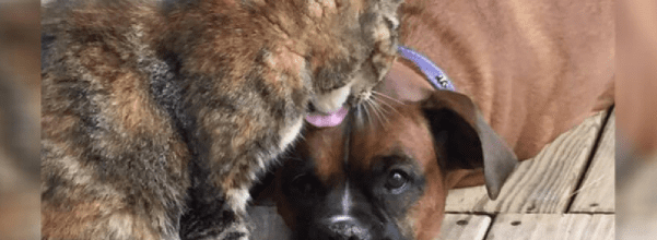 cat won´t stop kissing dog
