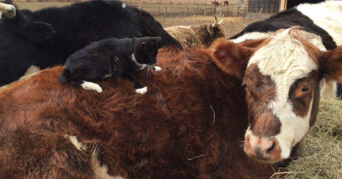 Sanctuary Kitten Takes A Daily Ride On The Backs Of His Unlikely Friends…