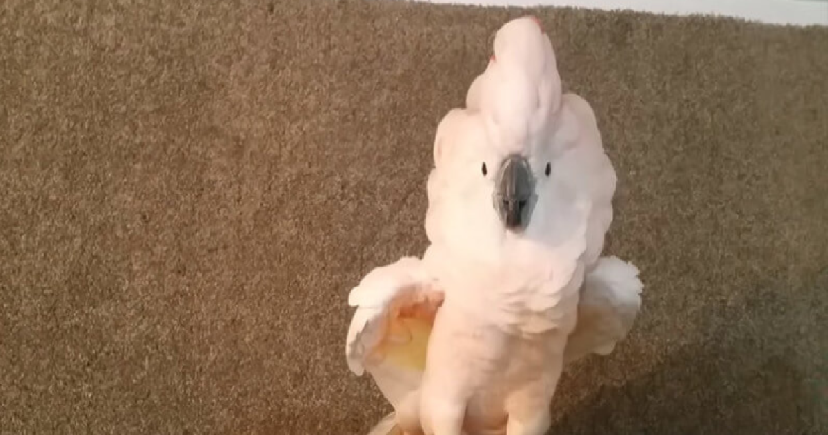 Cockatoo Has A Temper Tantrum And Refuses To Return To His Cage