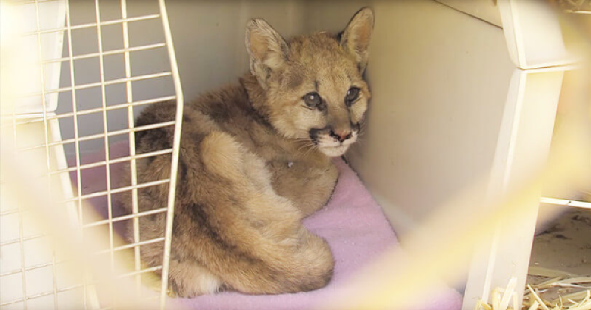 Mountain Lion Cub Abandoned By His Mother Is Rescued