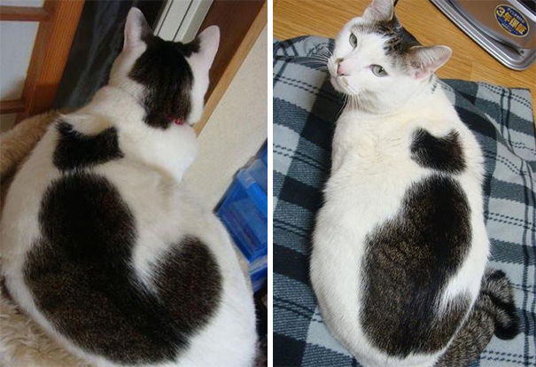 Animals that have unique Hilarious Fur Markings On All Breeds Of Animals