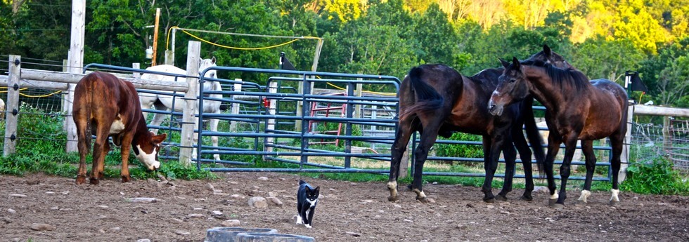 This tiny kitten purrs on top of an aging cow. Sanctuary Kitten Takes A Daily Ride On The Backs Of His Unlikely Friends...