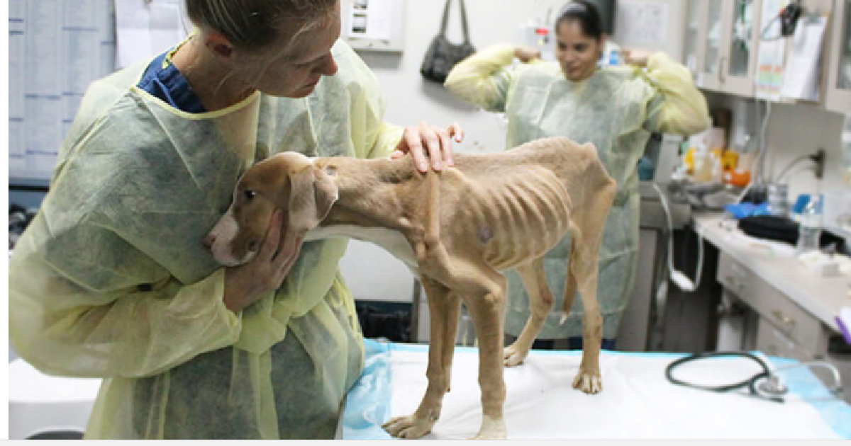 Severely Neglected Pit Bull Puppy Makes A Beautiful Transformation