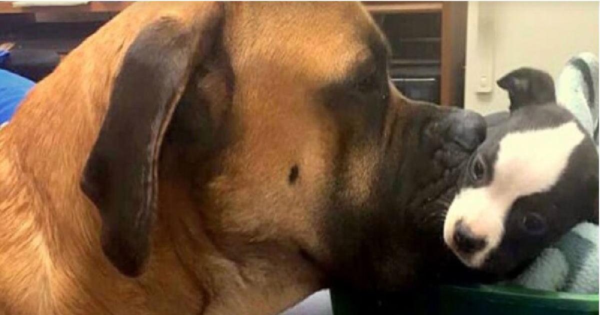 An Instant Bond Was Formed When These Two Dogs Met At The Hospital