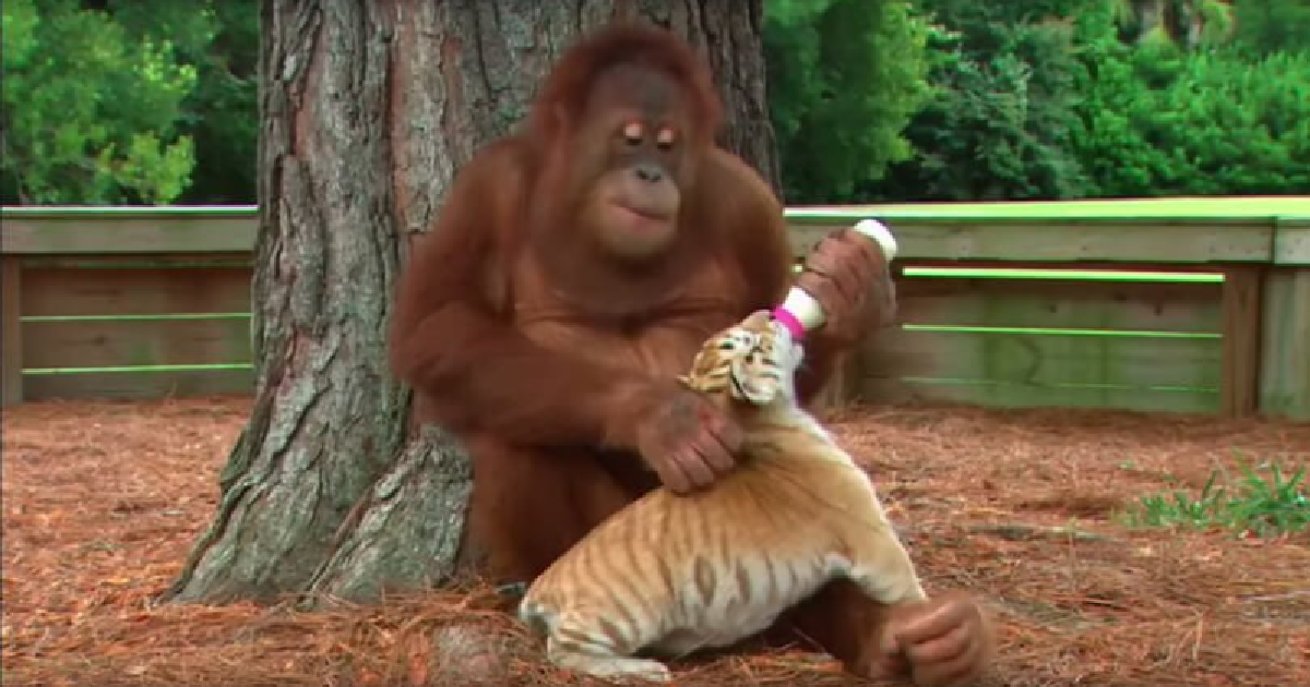 Orangutan Is Surrogate Parent To Adorable Tiger Cubs