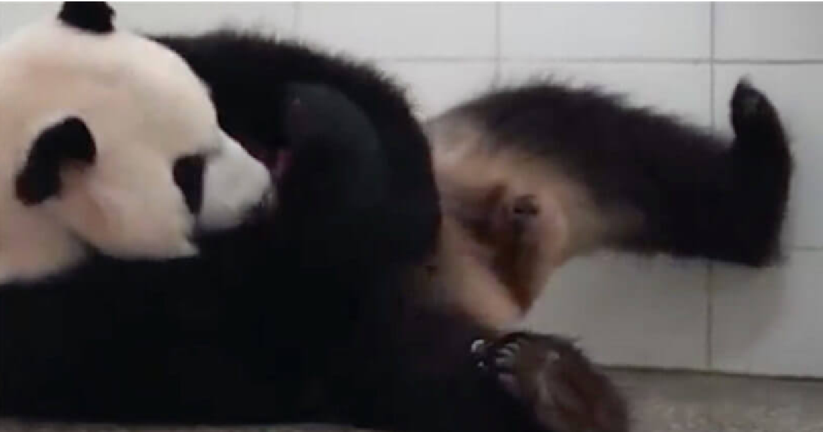 Live Footage Of Giant Panda Delivering Baby