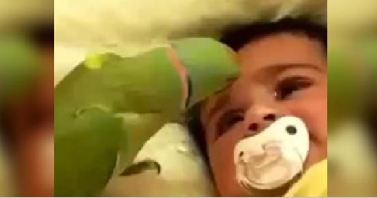Family Parrot Consoles Crying Baby With His Singing