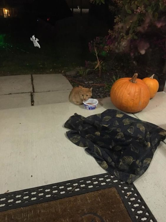 stray cat showed up on porch Family Finds Stray Cat On Their Front Porch