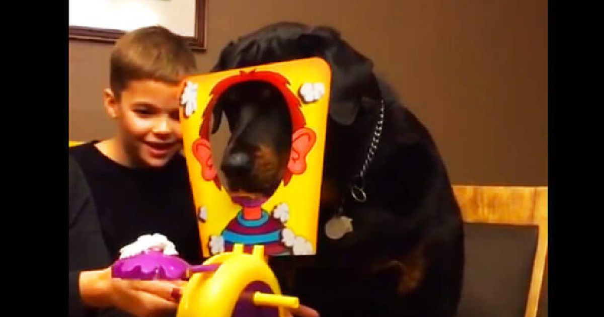 Young Boy and Family Dog Play Hilarious Game Of “Pie In The Face”