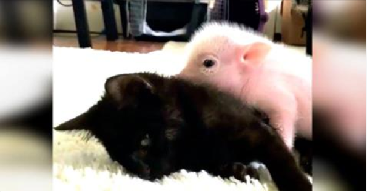 Piglet Calms Special Needs Kitten Who Suffers From Seizures