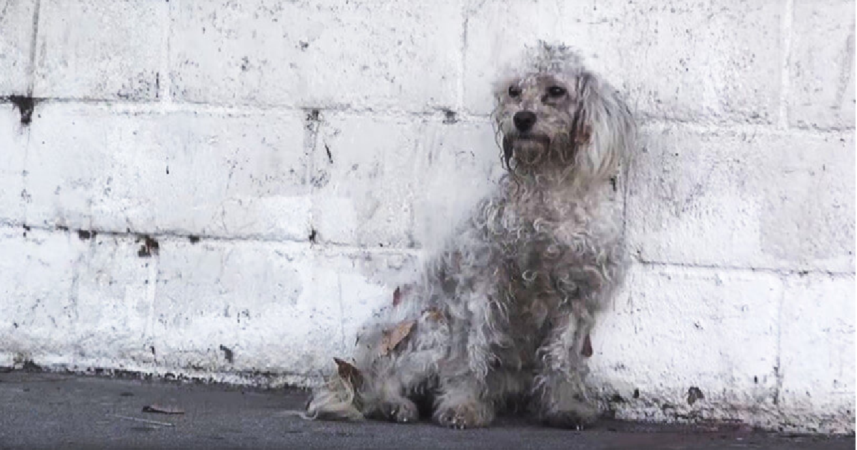 Homeless Poodle Is Rescued After Being Hit By A Car