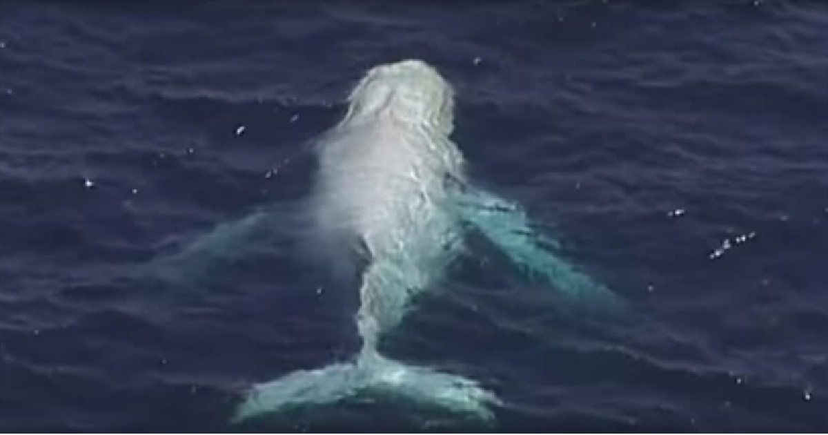 Footage Of Rare Albino Whale Shot Off The Australian Gold Coast