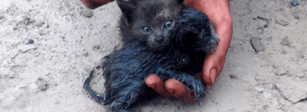 man rescues kittens from oil spill
