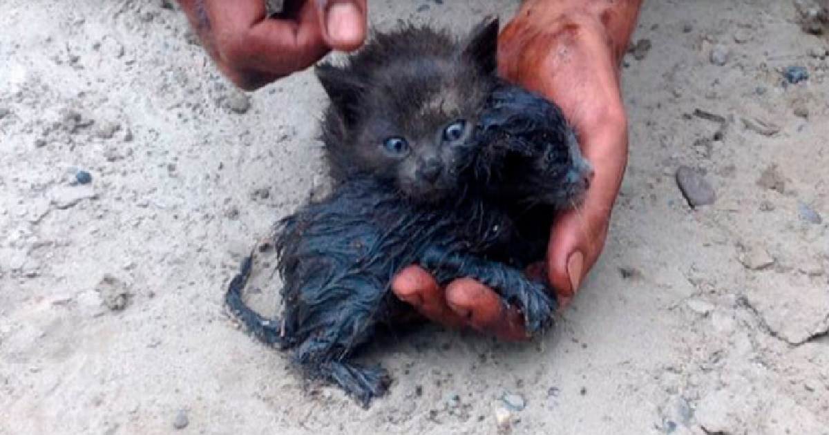 Man Risks His Life Rescuing Two Kittens From Oil Spill