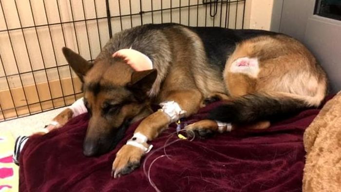 dog gets shot protecting owner Intruder Shoots Brave Dog Protecting His 16-Year-Old Owner