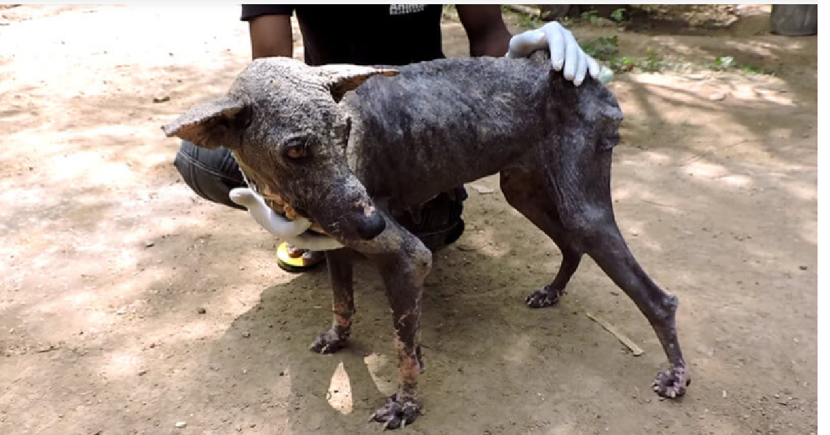 Dog With Severe Mange Is Rescued And Makes A Beautiful Transformation