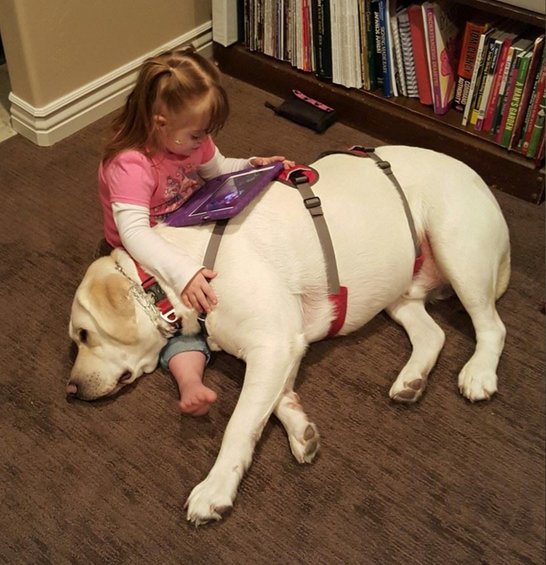 therapy dog saves toddler Toddler's Therapy Dog Saves Her Life From Five Miles Away