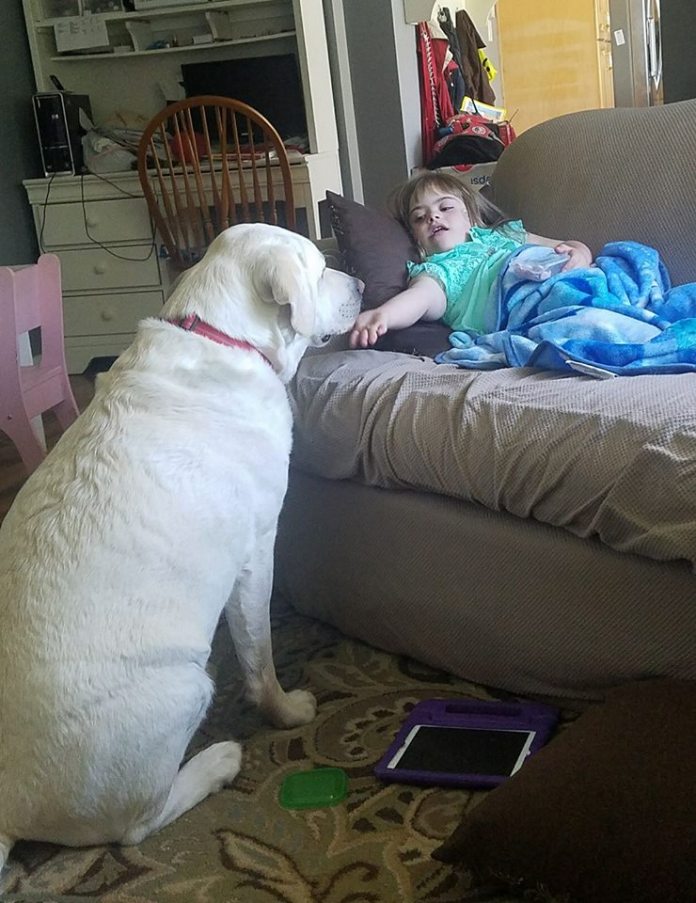 therapy dog saves toddler Toddler's Therapy Dog Saves Her Life From Five Miles Away