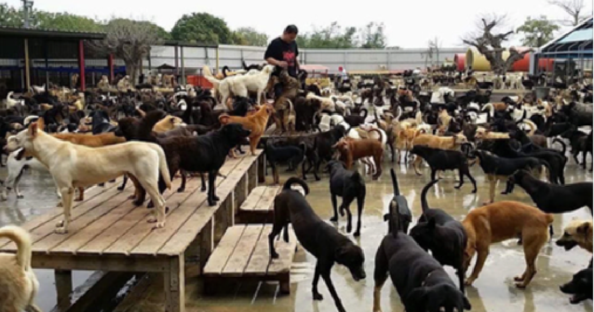 Taiwanese Family Dedicate Their Lives To Saving Thousands Of Stray Dogs