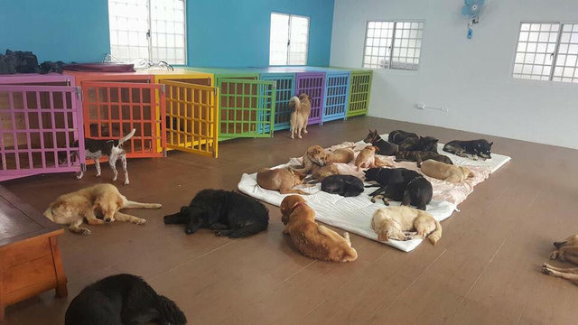 shelter in Taiwan with 3000 dogs Taiwanese Family Dedicate Their Lives To Saving Thousands Of Stray Dogs