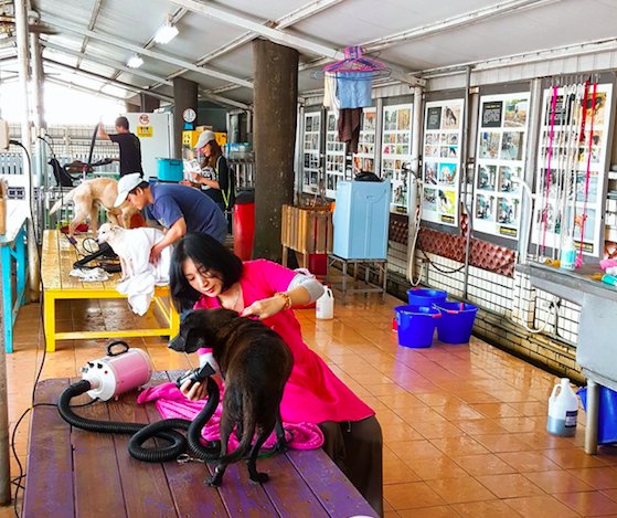 shelter in Taiwan with 3000 dogs Taiwanese Family Dedicate Their Lives To Saving Thousands Of Stray Dogs
