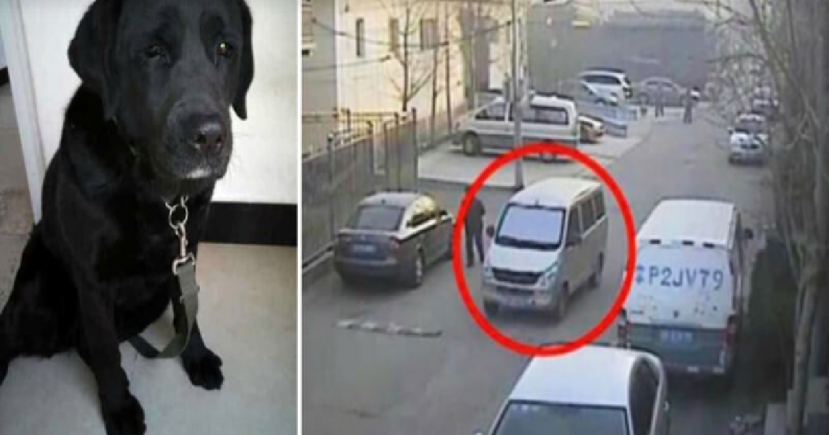 Blind Man’s Dog Returned With Apology Note From Guilty Thieves