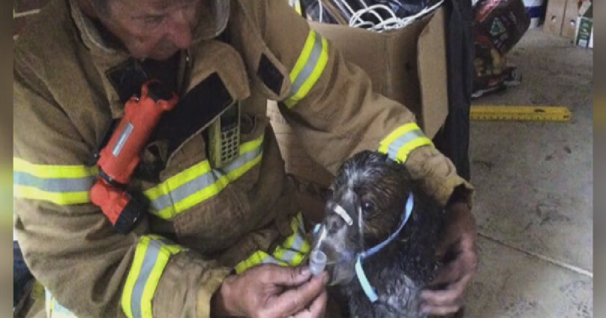 Firefighters Save Dog’s Life After House Fire