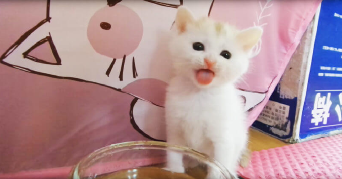 Tiny Kitten Makes The Cutest Face When She Is Drinking Water