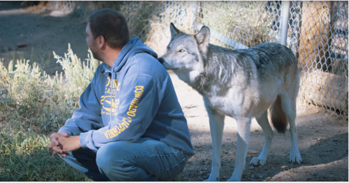 Wolves Saved This Veteran’s Life