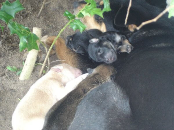 master of stray dogs 'Master Of Strays' Adopts Mom And Her Puppies
