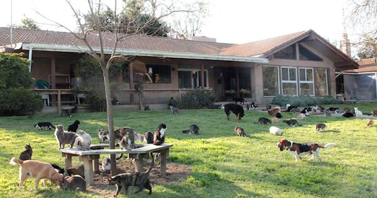 Woman Says She Lives With 1,000 Cats, But People Are Floored When She Lets Camera Inside Home