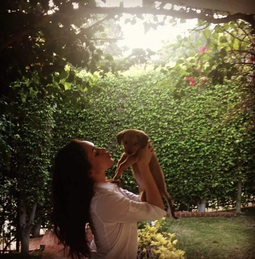 Meghan Markle rescue dog