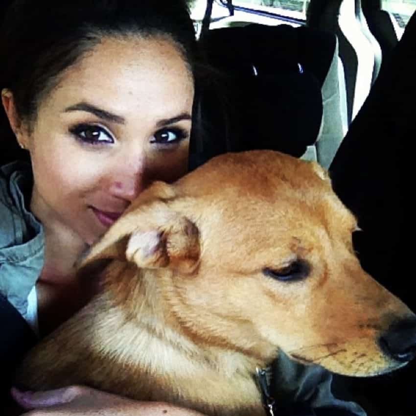 Meghan Markle rescue dog