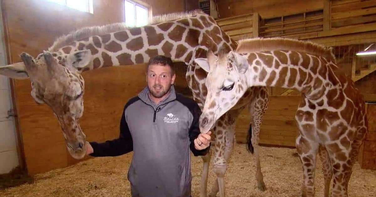 April The Giraffe Is Reportedly Pregnant Again 7 Months After Giving Birth