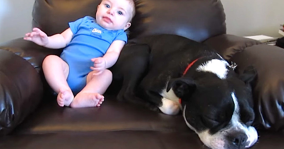 Baby Poops In His Onesie, But Dog’s Response Leaves Millions Of People In Hysterics